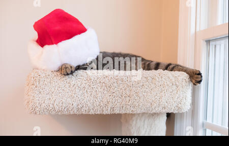 Ein süßes Foto von einem cat Napping mit einer Weihnachtsmütze. Stockfoto