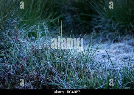 Frosted Gras im Winter, Munnar, Kerala Stockfoto