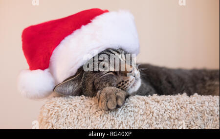 Ein süßes Foto von einem cat Napping mit einer Weihnachtsmütze. Stockfoto