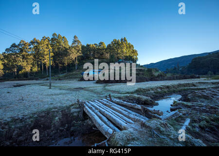 Frost in Munnar Stockfoto