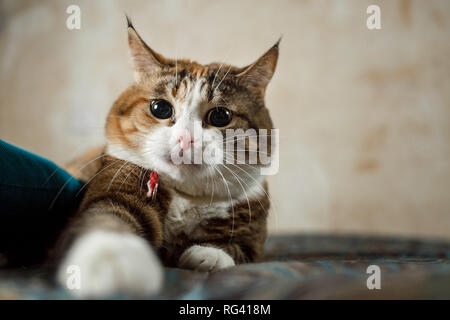 Ziemlich harismatic Ginger cat Jagd auf Sofa. Stockfoto