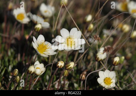 Arktis Berg avens (Dryas octopetala integrifolia /) oder alpine Dryaden Pflanzen Blüte nördlich von Arviat, Nunavut, Kanada Stockfoto