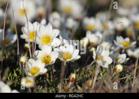 Arktis Berg avens (Dryas octopetala integrifolia /) oder alpine Dryaden Pflanzen Blüte nördlich von Arviat, Nunavut, Kanada Stockfoto