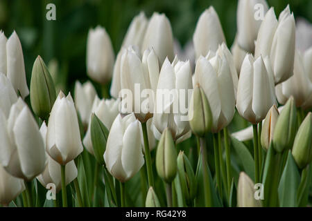 Bereich der weißen Tulpen Stockfoto