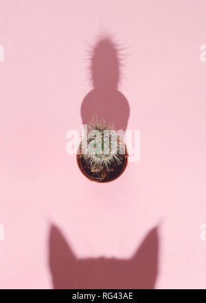 Cat vs Kaktus. Neugierige Katze shadow und kleinen Kaktus auf rosa Hintergrund. Hartes Licht. Ansicht von oben. Flach. Curiousity Konzept. Stockfoto