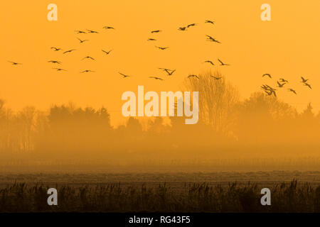 Herde von Kranich (Grus Grus) in die Felder in der Fens im Morgengrauen, Cambridgeshire, England Stockfoto