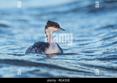 Slawonische Haubentaucher (Podiceps auratus) im Winter Gefieder schwimmen auf dem Fluss, Cambridgeshire, England Stockfoto
