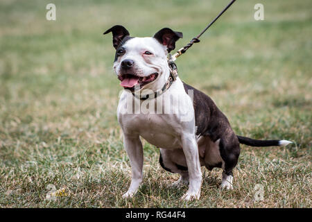 Siambull Hündin. Die Siambull ist eine Schöpfung aus der Staffordshire Bullterrier, Boston Terrier und ein wenig von der Patterdale Terrier. Stockfoto