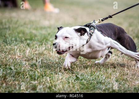 Siambull Hündin. Die Siambull ist eine Schöpfung aus der Staffordshire Bullterrier, Boston Terrier und ein wenig von der Patterdale Terrier. Stockfoto
