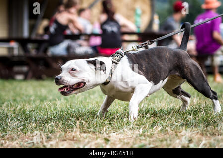 Siambull Hündin. Die Siambull ist eine Schöpfung aus der Staffordshire Bullterrier, Boston Terrier und ein wenig von der Patterdale Terrier. Stockfoto