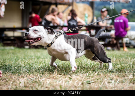 Siambull Hündin. Die Siambull ist eine Schöpfung aus der Staffordshire Bullterrier, Boston Terrier und ein wenig von der Patterdale Terrier. Stockfoto