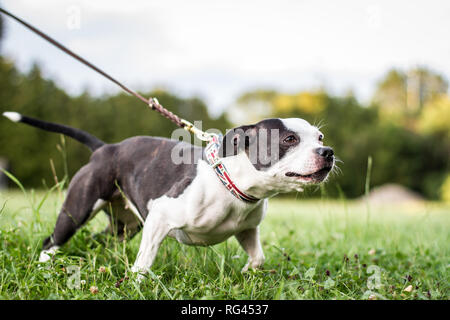 Siambull Hündin. Die Siambull ist eine Schöpfung aus der Staffordshire Bullterrier, Boston Terrier und ein wenig von der Patterdale Terrier. Stockfoto