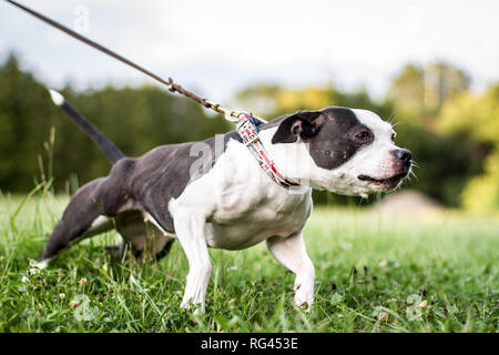 Siambull Hündin. Die Siambull ist eine Schöpfung aus der Staffordshire Bullterrier, Boston Terrier und ein wenig von der Patterdale Terrier. Stockfoto