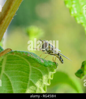 Farbe outdoor Tier makro Bild eines isolierten hoverfly sitzt auf einem grünen Blatt einer lantana im hellen Sonnenschein, natürliche unscharfen Hintergrund, Stockfoto