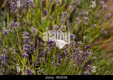 Im Frühjahr/Sommer Farbe Portrait von einem einzigen weißen Pieris Rapae, Kohlweißling sitzen auf einem violetten Blüten in einem Feld von Lavendel Stockfoto