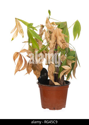 Tot und trocken Zimmerpflanze im Topf auf weißem Hintergrund. Es war Pachira Aquatica, aka Money Tree. Stockfoto