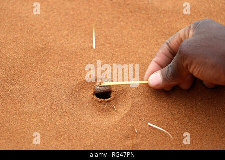 Eingang von Nest tanzen White lady Spinne - Namibia Afrika Stockfoto