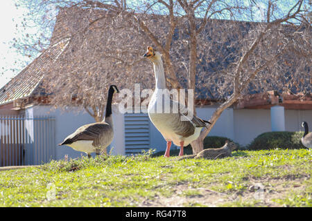 Ente Seccombe Lake Park Stockfoto