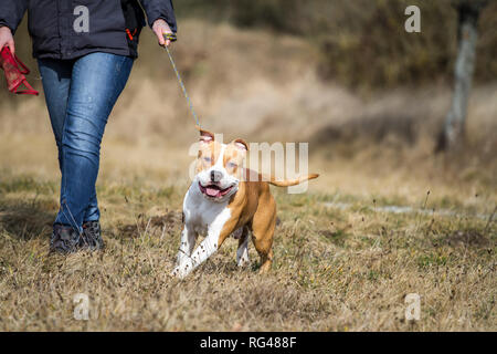 Junge männliche American Staffordshire Terrier Ziehen an der Leine Stockfoto