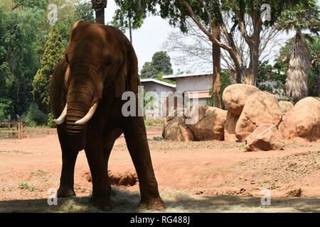 Staubigen afrikanischen Busch Elefanten im Park (loxodonta Africana) Stockfoto