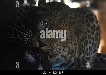 African Leopard, Fleisch zu essen (panthera Pardus pardus) Stockfoto