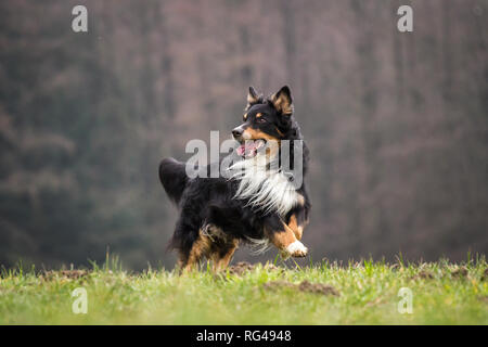 Alten männlichen tricolor Australian Shepherd Dog Stockfoto