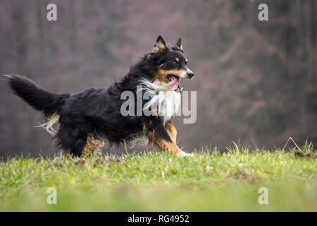 Alten männlichen tricolor Australian Shepherd Dog Stockfoto