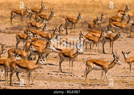 Springbock Herde an Salvadora Wasserloch, Etosha National Park, Namibia Stockfoto