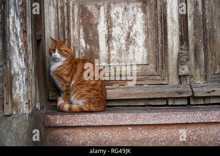 Eine schöne Ginger cat sitzt vor einem alten hölzernen Tür Stockfoto