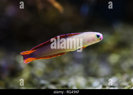 Elegante Firefish (Nemateleotris Decora), auch bekannt als die lila Firefish. Stockfoto