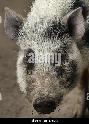 Göttinger minipig (Sus scrofa f. domesticus). Stockfoto