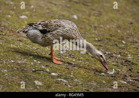 Hausente (Anas Platyrhynchos Domesticus). Stockfoto