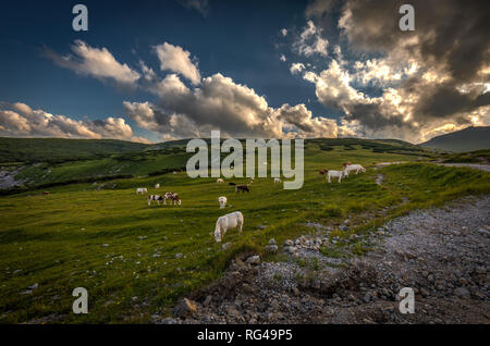 Im Sommer idyllische Landschaft in den Alpen mit Kuh Beweidung auf frischen grünen Almen im Sonnenuntergang Stockfoto