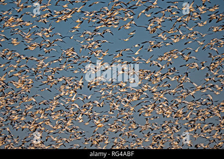 Weiße Gänse im Flug, Staten Island, Kalifornien Stockfoto