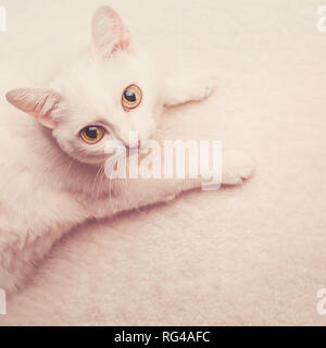 Weiße Katze mit gelben Augen, das auf weißem Fell Teppich. Getönt Stockfoto
