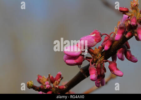 Judas Baum Blumen Latin circis Siliquastrum mit Tautropfen und Lila oder schockierende rosa Blumen von der Erbse Familie Leguminosen im Frühjahr in Italien Stockfoto