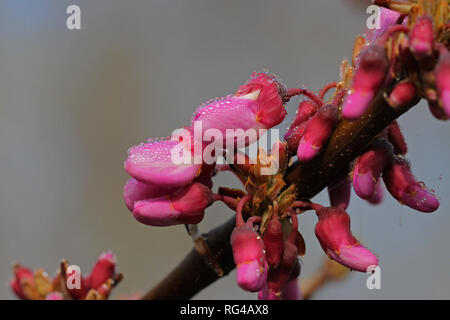 Judas Baum Blumen Latin circis Siliquastrum mit Tautropfen und Lila oder schockierende rosa Blumen von der Erbse Familie Leguminosen im Frühjahr in Italien Stockfoto