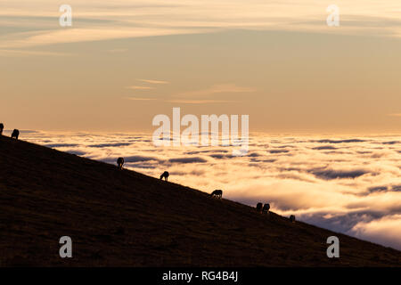 Pferde Silhouetten auf einem Berg über dem Hochnebel bei Sonnenuntergang, mit schönen warmen Farben Stockfoto