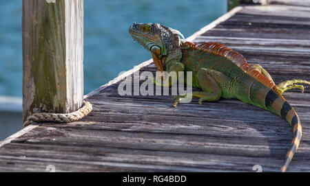 Erwachsene, groß Leguan auf den Intracoastal Waterway Dock in Palm Beach, Florida. (USA) Stockfoto