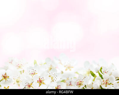 Apple weiß Frühling Blumen auf dem pale pink verschwommenen Hintergrund Stockfoto