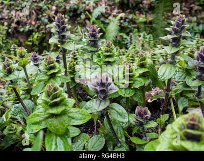 Ajuga pyramidalis oder pyramidenförmigen Bugle blühende Pflanzen im Wald Stockfoto