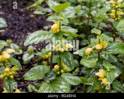Lamium galeobdolon oder gelb Erzengel blühende Pflanze. Weasel-schnauze Wildflower im Frühjahr Wald. Stockfoto