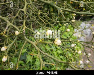 Poncirus dreiblättrige oder Dreiblättriges orange blühende Pflanze Stockfoto