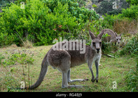 Känguruhs von Norden Schlucht, Point Lookout, North Stradbroke Island, Queensland, Australien Stockfoto