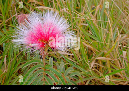 Blühen Rosa, Rot und Weiß Mimose Blume, Nahaufnahme, Parana, Brasilien Stockfoto