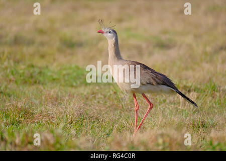 Red-legged Seriema oder Crested Cariama, Cariama Cristata, Vogel in der Familie Cariamidae seriema, Bonito, Brasilien Stockfoto