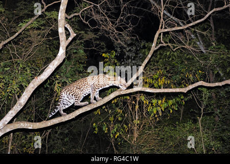 Ocelot, Leopardus pardalis, nachts, Fazenda San Francisco, Miranda, Mato Grosso do Sul, Brasilien, Südamerika Stockfoto