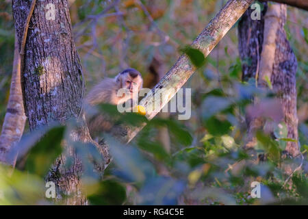 Adsar der Kapuziner Kapuziner oder mit Kapuze, Sapajus Cay, Simia Apella oder Cebus Apella, Mato Grosso, Pantanal, Brasilien Stockfoto