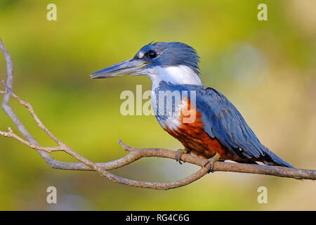 Weibliche beringt Eisvogel, Megaceryle Torquata, einen großen und lauten Eisvogel Vogel, Pantanal, Brasilien, Südamerika Stockfoto