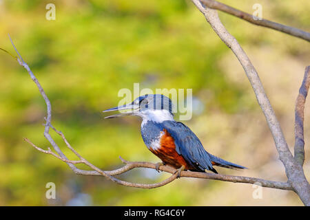 Weibliche beringt Eisvogel, Megaceryle Torquata, einen großen und lauten Eisvogel Vogel, Pantanal, Brasilien, Südamerika Stockfoto